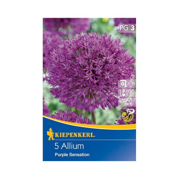 Zierlauch Allium 'Purple Sensation'