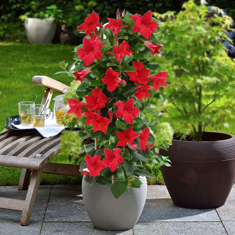 Sundaville® Pyramide, Red Kübelpflanzen Balkon & Sommerblumen