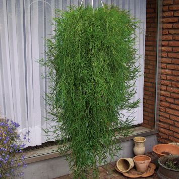 Hänge-Bambus Green Twist
