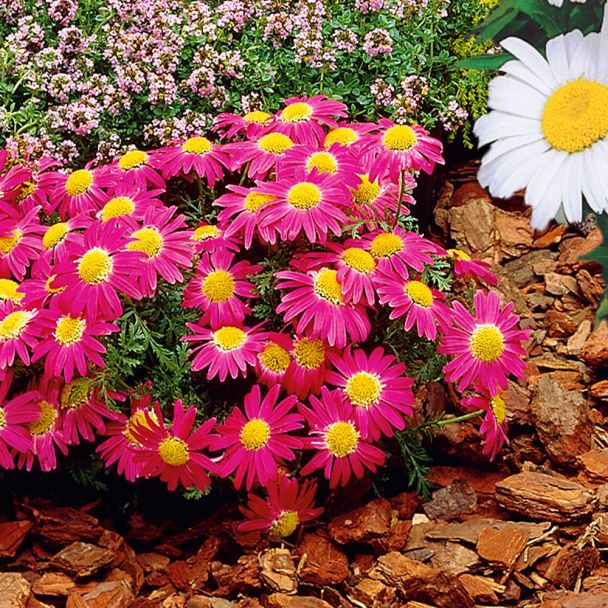 Aster, pink