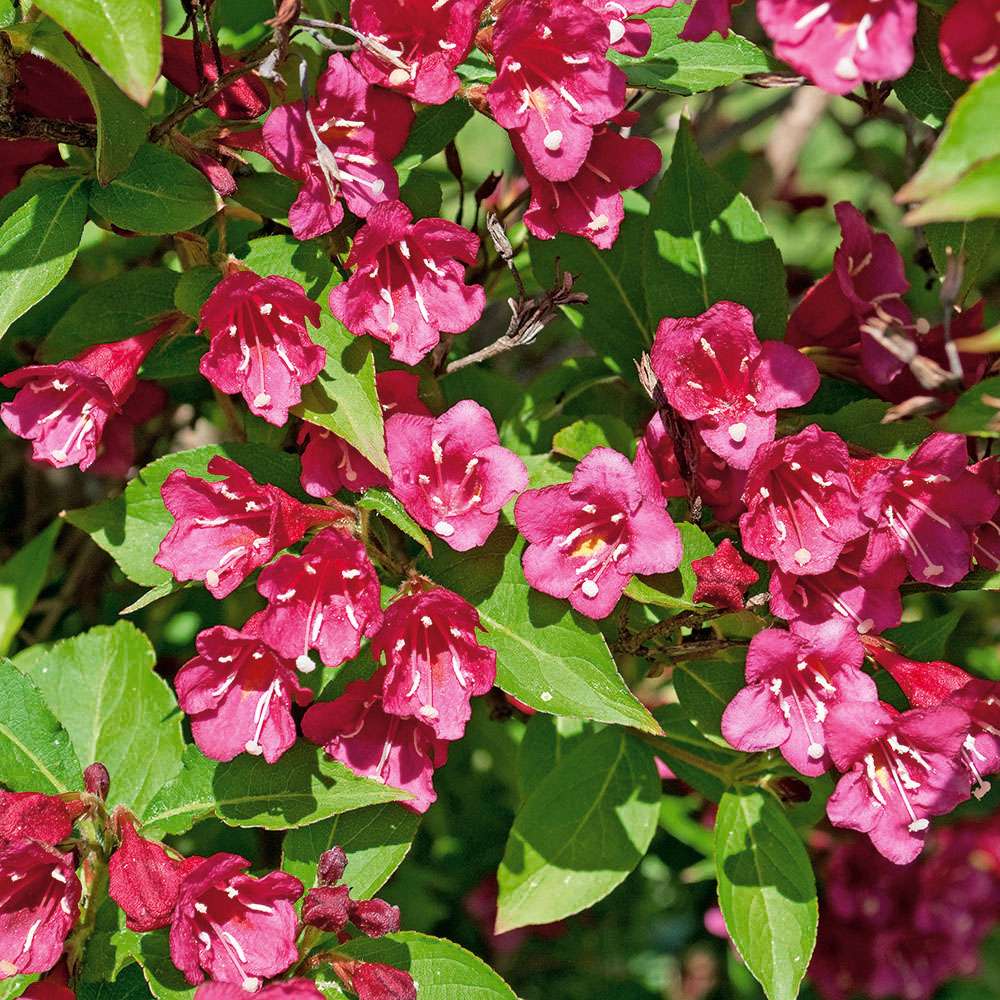 Weigelie 'Bristol Ruby' BlühHecken Hecken Blüh & Ziergehölze
