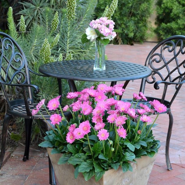 Winterharte Gerbera 'Garvinea®', rosa