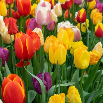 Tulpenmix 'Funfair'