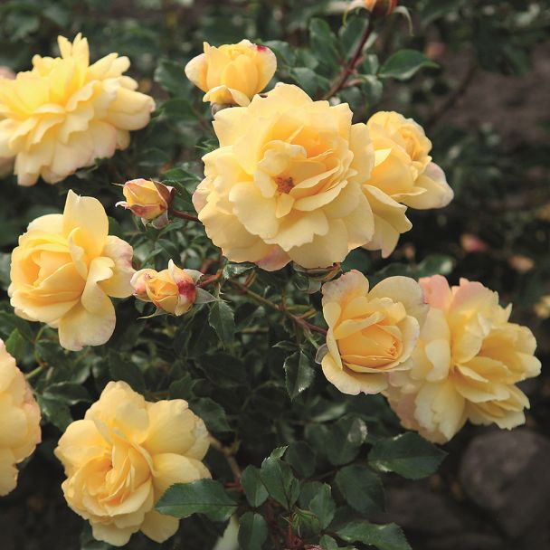 Strauchrose 'Candela®'