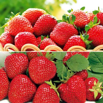 Edel-Duo: 50 Erdbeerpflanzen als Setzlinge