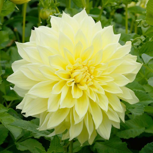 Dahlien Decorative Dinnerplate 'Kelvin Flootlight'