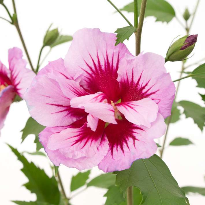 SäulenHibiskus 'Purple Pillar®' Hibisken Blüh & Ziergehölze