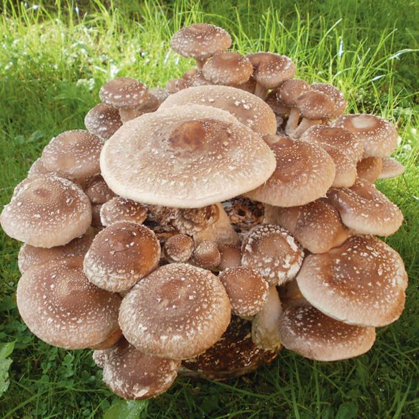 'Shiitake' Pilz-Dübel