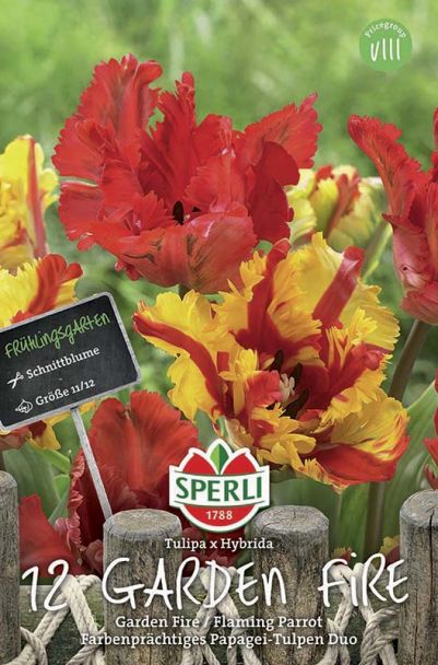 Papageien-Tulpen Garden Fire + Flaming Parrot