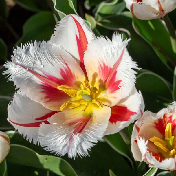 Tulpe Salsa