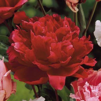 Pfingstrose 'Karl Rosenfield', rot
