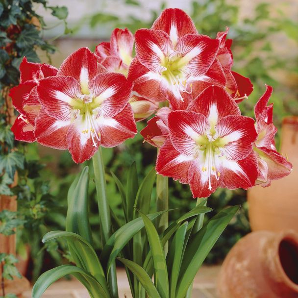 Amaryllis 'Minerva'