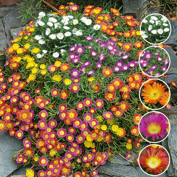 Spar-Set: 15 großblumige Mittagsblumen 'Wheels of Wonder®'