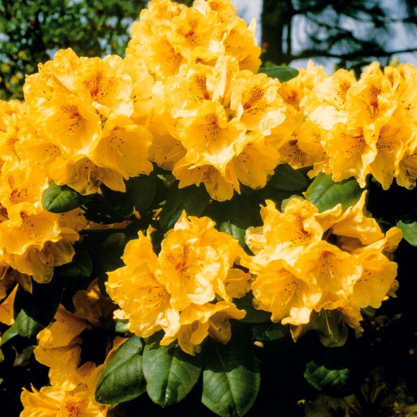 Rhododendron 'Gold-Bukett', Cremegelb