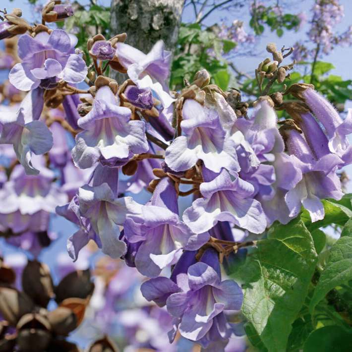 Kiribaum Paulownia kaufen Ahrens+Sieberz Pflanzenversand & Gartenbedarf