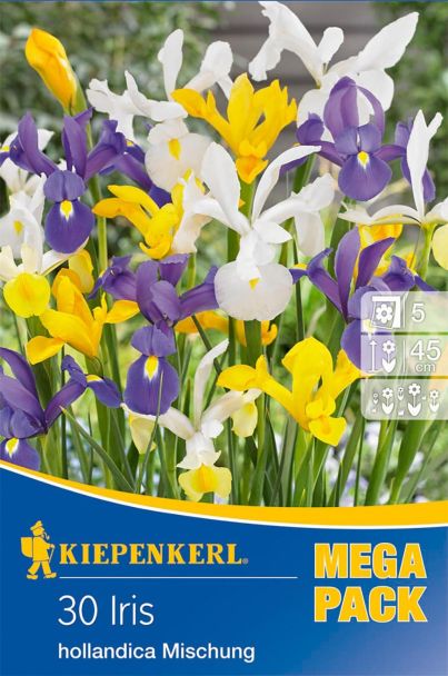 Iris Hollandica Mix