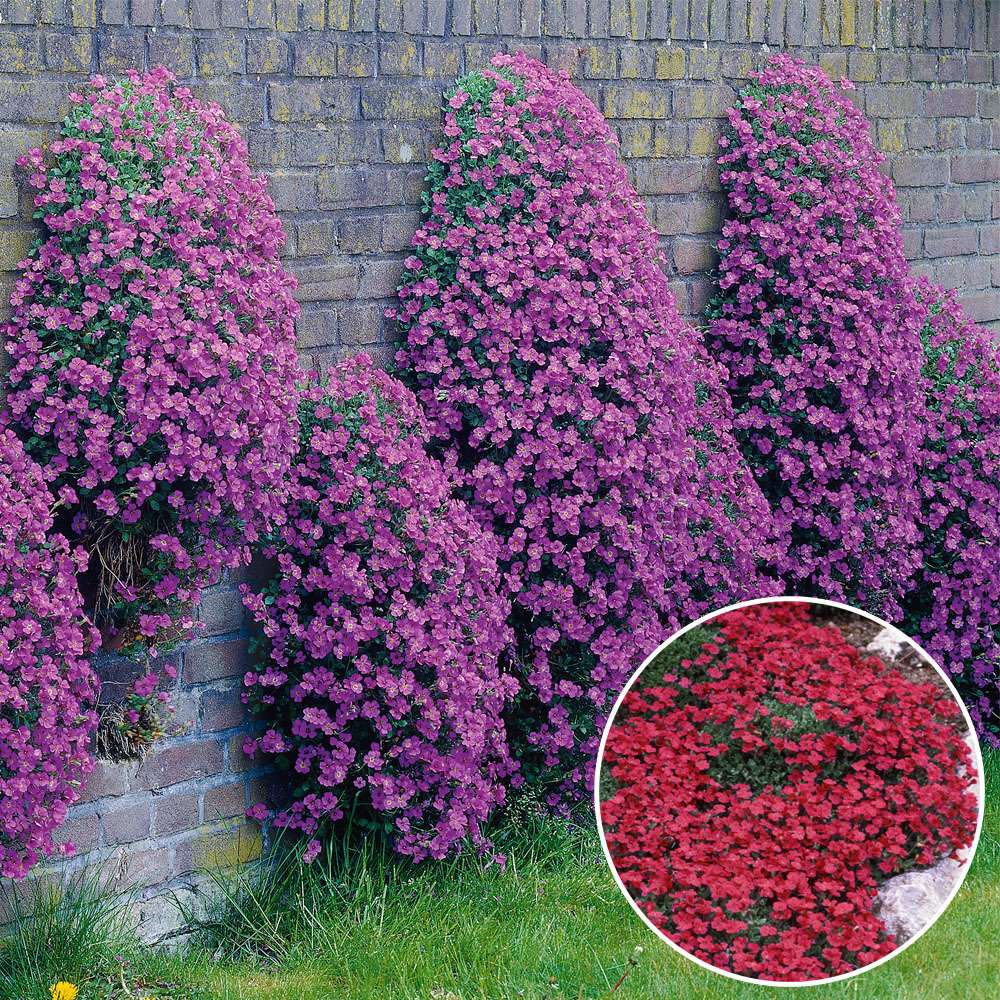 Blaukissen rot | Rabattenpflanzen | Bodendecker- & Polsterstauden | Stauden | Ahrens+Sieberz