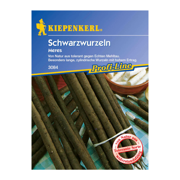Schwarzwurzeln 'Meres'