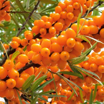 Winterfrucht 'Oranje Power', männliche Pflanze