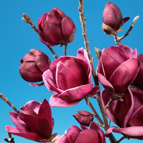 Magnolie 'Genie®'
