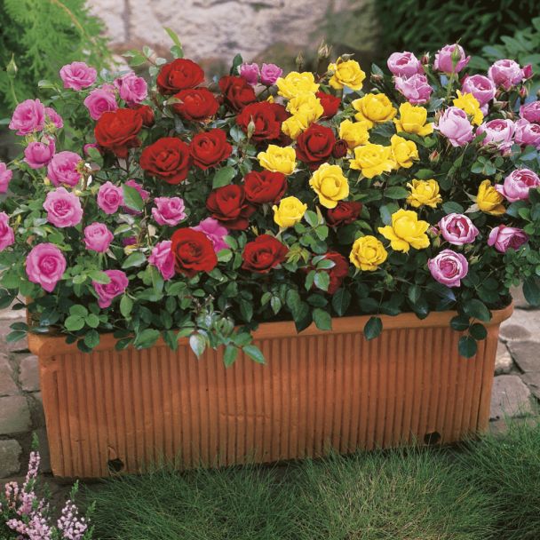 4 x Zwerg-Rosen