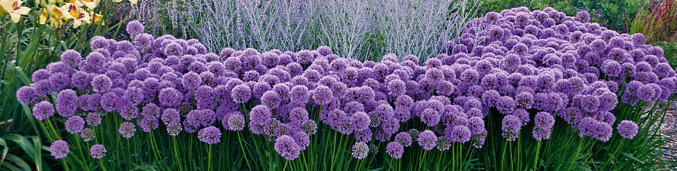 Staude Allium Millenium