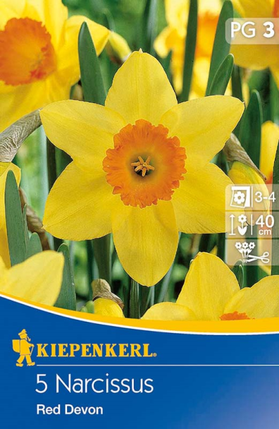 Narzisse `Red Devon` - Blumenzwiebel