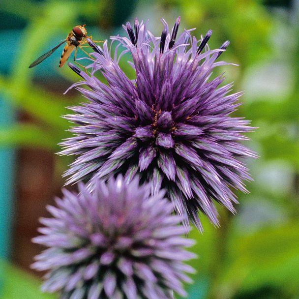 Kugeldistel