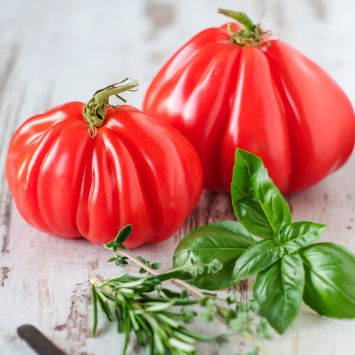 'Giganto' - die Ochsenherz-Tomate