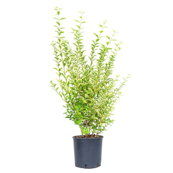 Goldliguster ‘Aureum’ (Busch)