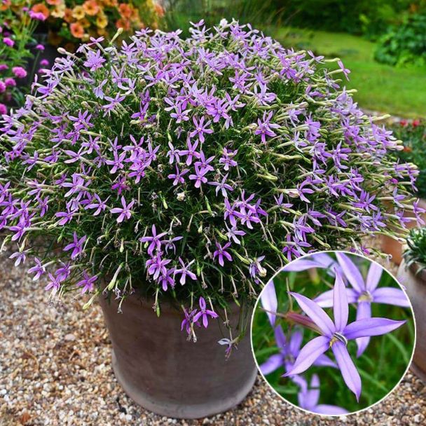 Sternenblume 'Beauty Star'