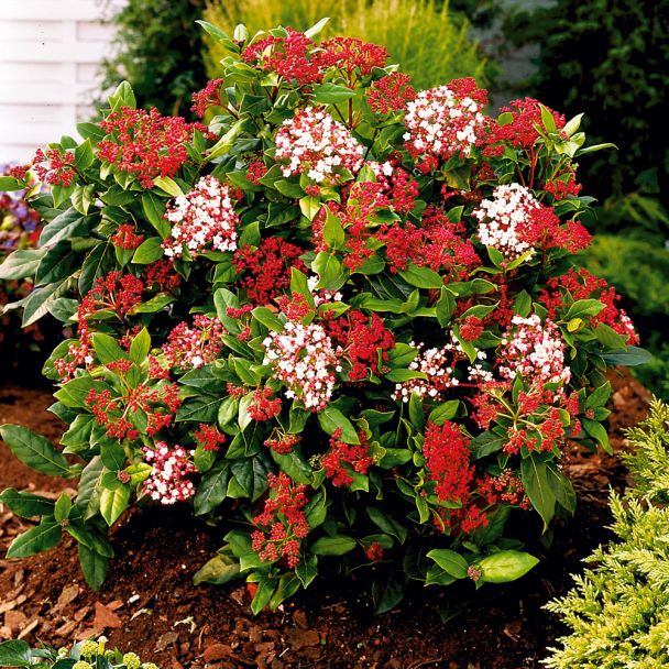 Viburnum tinus 'Gwenllian'