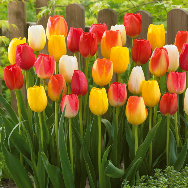 35 Tulpen Mix Artist Palette