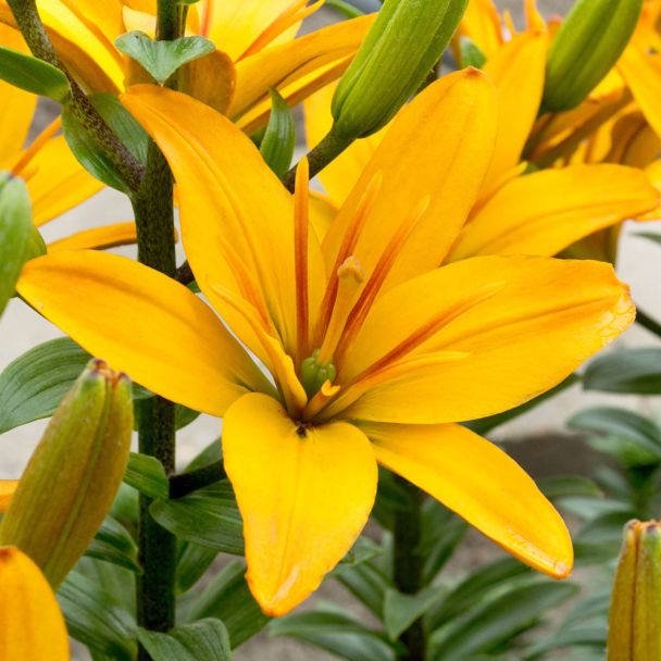 Asiatische Lilie Gold Twin