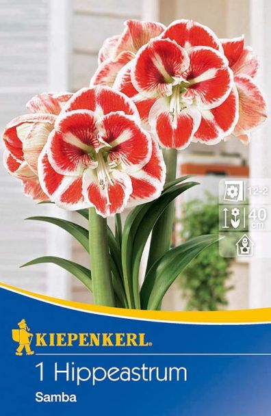 Amaryllis 'Samba'