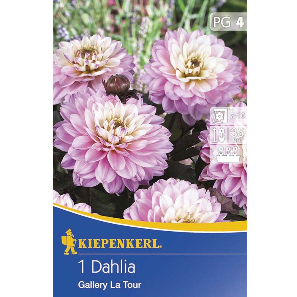 KübelDahlie La Tour Dahlien Blumenzwiebeln Ahrens+Sieberz