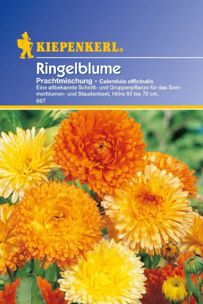 'Ringelblume' Prachtmischung