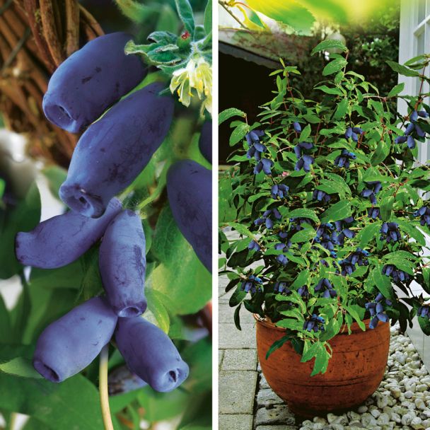 2 x Honigbeeren: 1 x 'Morena' und 1 x 'Fialka'