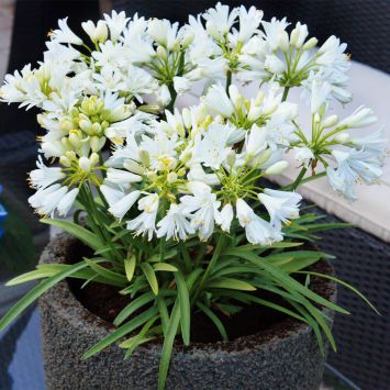 Agapanthus Double Diamond