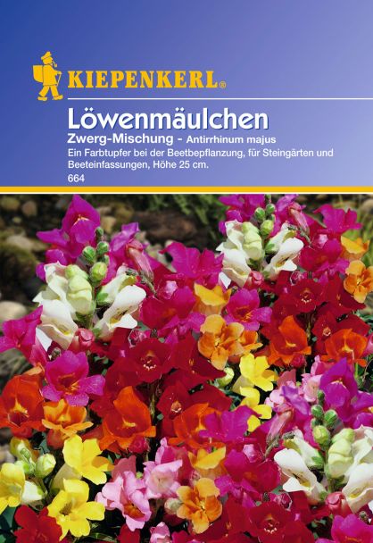Löwenmäulchen 'Zwerg-Mischung'