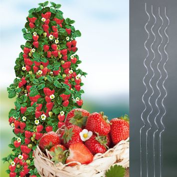 6 Kletter-Erdbeeren Hummi® + 4 Kletterspiralen