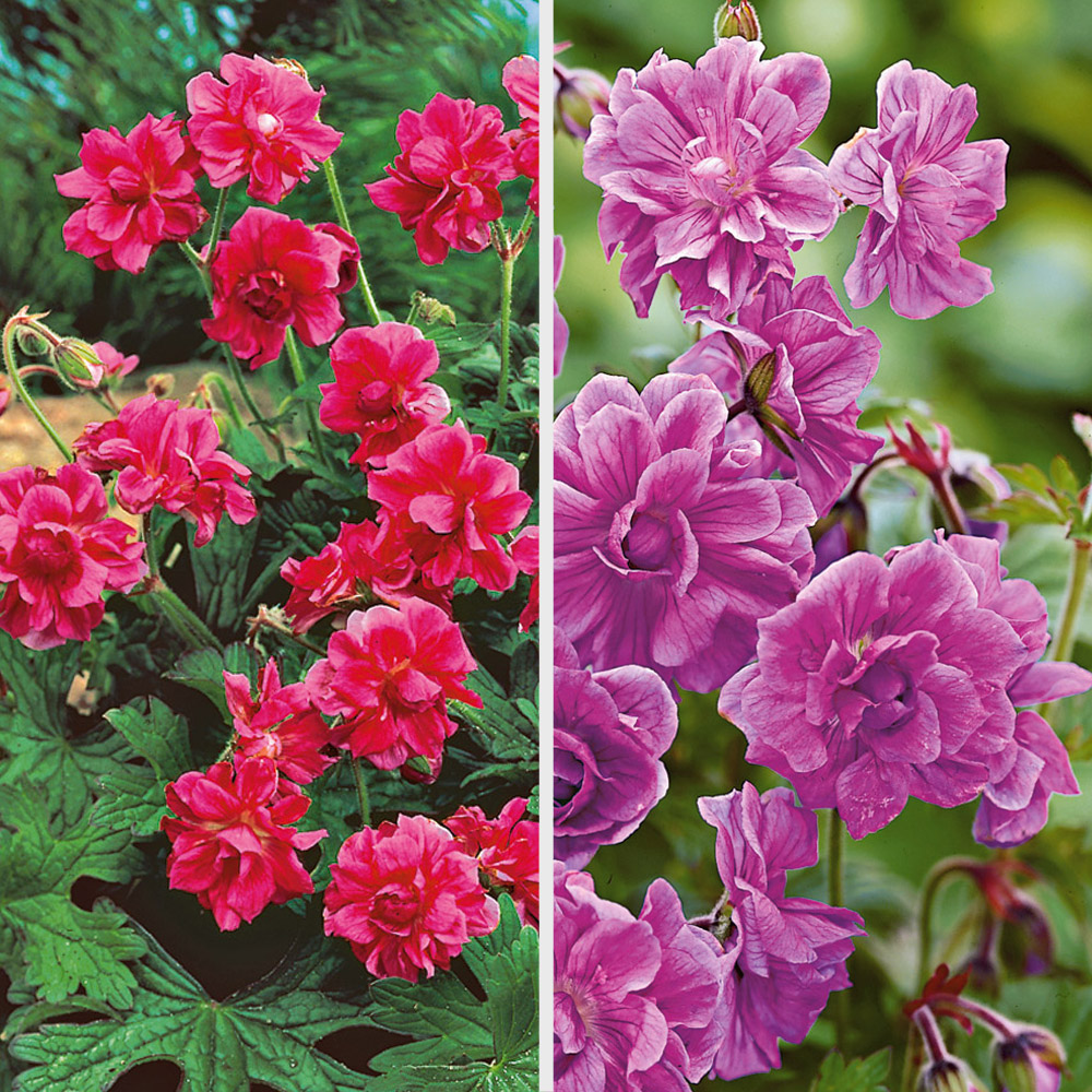 SetPreis 6 x Winterharte StaudenGeranien Geranien (Geranium