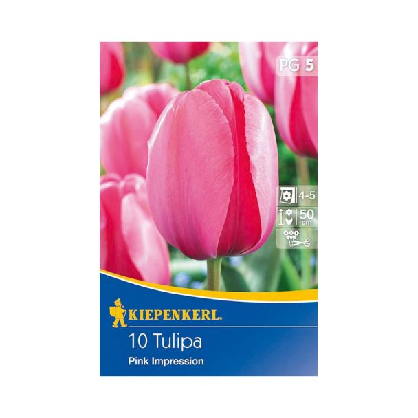 Tulpe `Pink Impression` - Blumenzwiebel