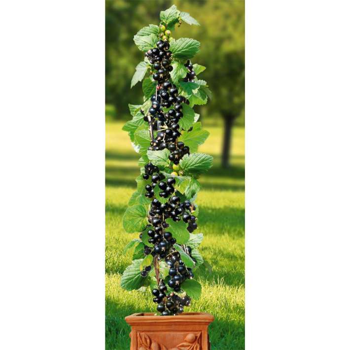 Johannisbeere 'KieRoyal®' Säule SäulenObstgehölze Johannisbeeren