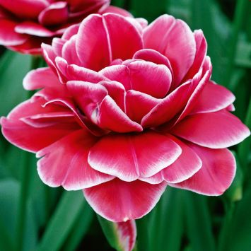 Rosentulpe DreamTouch - Blumenzwiebel