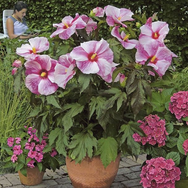 Riesen-Stauden-Hibiskus 'Kopper King'