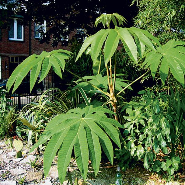 Papierbaum GIGANT