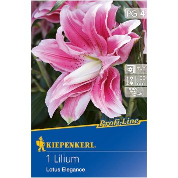 Lilium Lotus Elegance