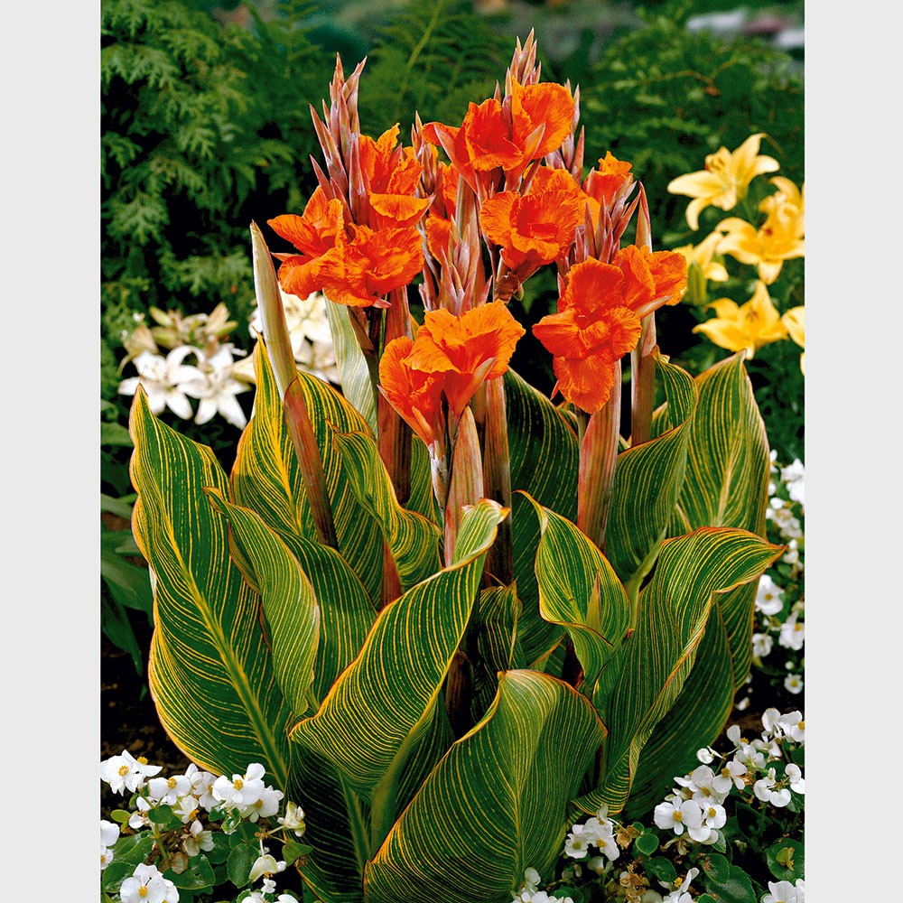 4 Canna indica Blumenzwiebel Sonstiges Blumenzwiebeln Ahrens