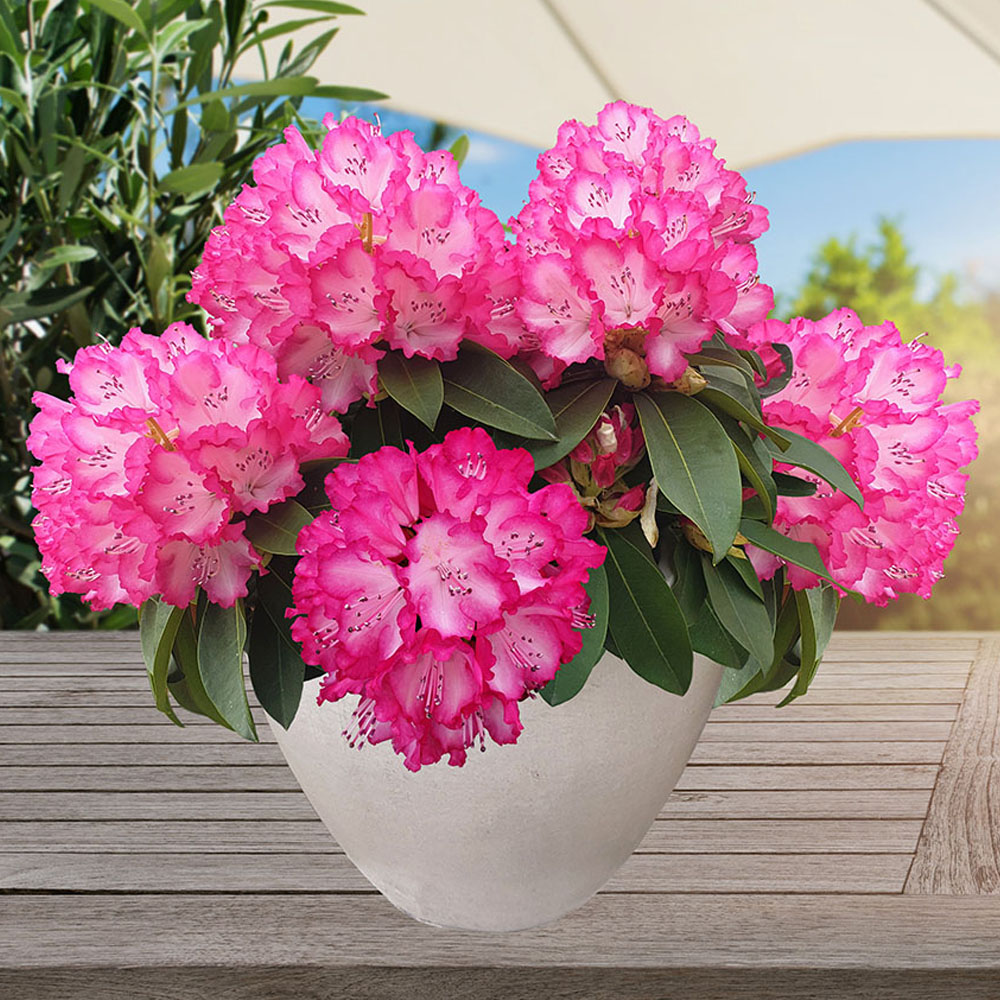 XXL® Rhododendron Rhododendren & Azaleen Sträucher & Bäume Blüh